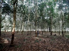 Hujan Reda di Thailand, Pesta Cuan Karet Ikut Bubar
