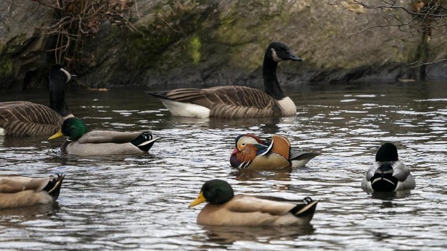 600 Gambar Bebek Banyak HD 600 Gambar Bebek Banyak HD