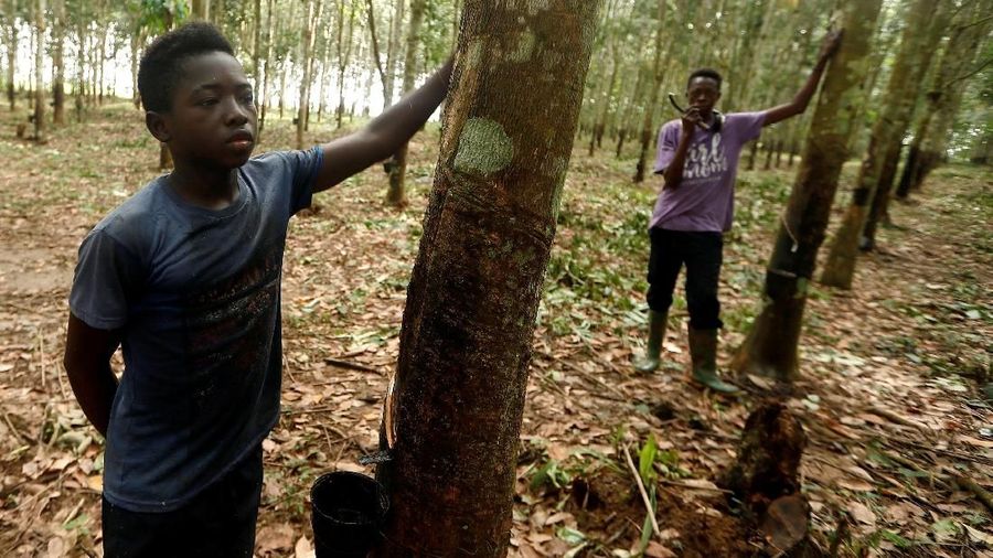 Ilustrasi perkebunan karet di Nsuaem, Ghana. REUTERS / Zohra Bensemra