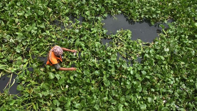 Melek Perikanan Eceng Gondok Eichornia Crassipes Limnologi Atau Limnology