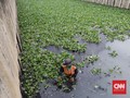 Pemkot Jakut Uji Coba Eceng Gondok untuk Bersihkan Air Sungai