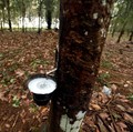 Gawat! Kasus Corona Makin Tinggi di China, Karet Merana