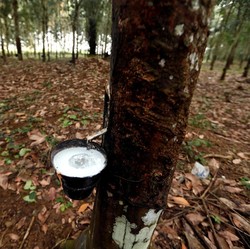 Omicron 'Cuma' Sebabkan Gejala Ringan, Harga Karet Naik