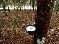 Industri Karet Jangan Terus Mengkeret