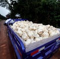 Harga Karet Naik Tapi Jangan Senang Dulu! Masih Bisa Turun...
