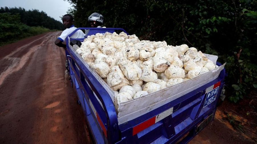 A man looks behind as he drives a truck transporting rubber for sale in Nsuaem, Ghana November 24, 2018.Picture taken November 24, 2018. REUTERS/Zohra Bensemra