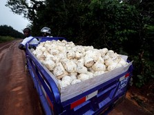 Kabar dari China Terbangkan Harga Karet Nyaris 3%