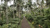 Perkebunan kopi di Banyuwangi telah dikelola secara turun-temurun dan telah berumur 40-50 tahun. Bahkan semua pekarangan rumah-rumah ditumbuhi pohon kopi yang rindang dengan tinggi sekitar 1-2 meter. (ANTARA FOTO/M Agung Rajasa)