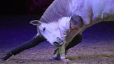 Seorang pria asal Perancis yang merupakan pelatih kuda, Jean Francois Pignon, tampil bersama kudanya di atas panggung Papp Laszlo Arena di Budapest. (Photo by ATTILA KISBENEDEK / AFP)