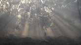 Seorang pria India berjalan di hutan yang dikelilingi oleh kabut dan asap dari kebakaran hutan di Jalandhar. Di India bagian utara, level asap kabut meningkat tajam ketika kualitas udara melewati batas aman yang ditetapkan Badan Kesehatan Dunia (WHO). (Photo by Shammi MEHRA / AFP)