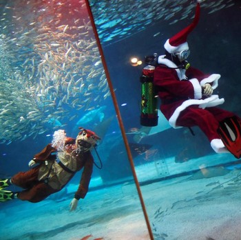 Indahnya Pertunjukan Bawah Air Bersama Mr Santa Claus!