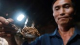 Peternak kecoak di Sichuan, Chen Qianjing menunjukkan ramuan bubuk kecoak yang dapat mengobati berbagai penyakit. (REUTERS/Thomas Suen)