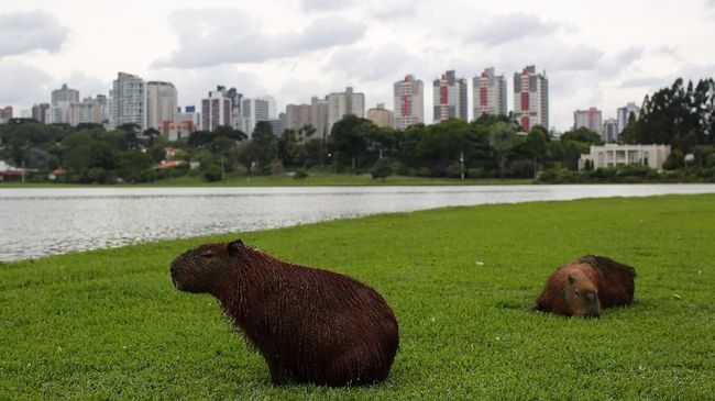 Curitiba, Kota Modern di Brasil yang Terancam 'Punah'