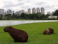 Curitiba, Kota Modern di Brasil yang Terancam 'Punah'