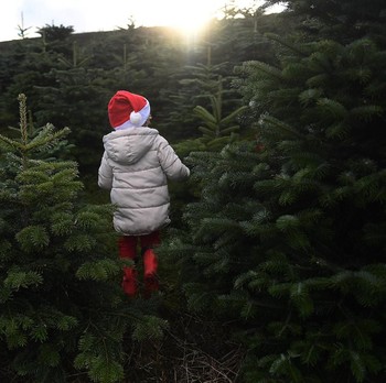 Unik! Warga Beli Pohon Natal Langsung di Perkebunan Irlandia
