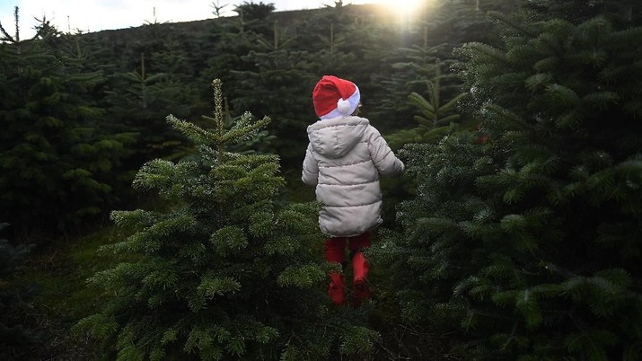 Sebastian Barry, usia 4, berjalan melalui hutan pohon Natal sebelum keluarganya memilih yang mana untuk membeli di pertanian pohon Natal Wicklow Way di Roundwood, Irlandia, 9 Desember 2018. REUTERS / Clodagh Kilcoyne

Sebastian Barry, aged 4, runs through a forest of Christmas trees before his family choose which one to buy at Wicklow Way Christmas tree farm in Roundwood, Ireland, December 9, 2018. REUTERS/Clodagh Kilcoyne