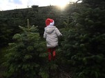 Unik! Warga Beli Pohon Natal Langsung di Perkebunan Irlandia