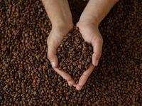 Istimewanya Kopi Flores yang Sudah Mendunia