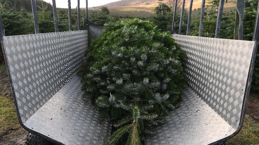 Tempat ini adalah kebun pembibitan yang berfungsi, dengan ladang pohon Natal, dan pemandangan great sugar loaf.