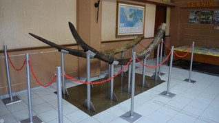 Peneliti ITB Temukan Fosil Gading Berusia 1,5 Juta Tahun