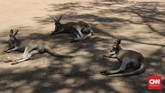 Currumbin Wildlife Sanctuary merupakan cagar alam dan konservasi bagi binatang khas Australia. Selain menggendong koala, wisatawan juga dapat memberi makan kanguru