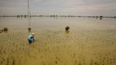 Petani memeriksa kondisi tanaman padi yang terendam banjir di Desa Baturejo, Sukolilo, Pati, Jawa Tengah, Kamis (6/128). Banjir akibat hujan yang turun dengan intensitas tinggi menyebabkan ratusan hektare tanaman padi yang berumur sepekan terendam sehingga sebagian besar tanaman padi rusak. (ANTARA FOTO/Yusuf Nugroho)
