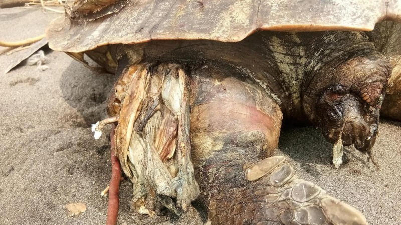 Ini adalah pertama kalinya penyu ditemukan dengan begitu banyak sampah plastik di perutnya