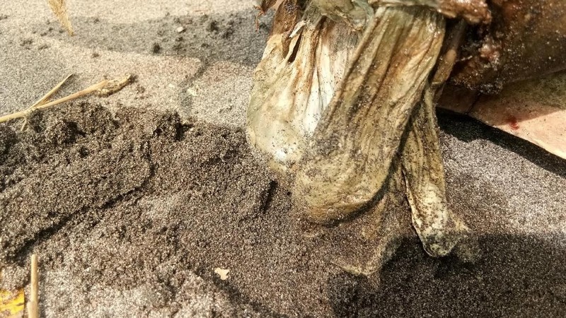 Ini adalah pertama kalinya penyu ditemukan dengan begitu banyak sampah plastik di perutnya