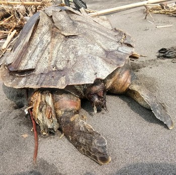 Setelah Paus, Penyu Juga Mati Jadi Korban Sampah Plastik