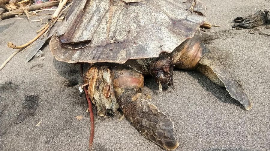 Ini adalah pertama kalinya penyu ditemukan dengan begitu banyak sampah plastik di perutnya