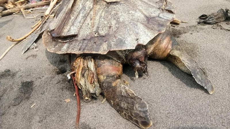 Ini adalah pertama kalinya penyu ditemukan dengan begitu banyak sampah plastik di perutnya