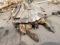 Setelah Paus, Penyu Juga Mati Jadi Korban Sampah Plastik
