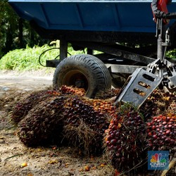 Kabar Gembira, Harga CPO Tembus 2.270 Ringgit/Ton