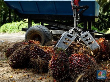 Sudah Terbang, Harga CPO Cuma Naik Tipis Pagi Ini