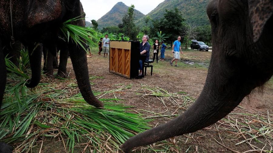 Hampir 80 persen dari sekitar 3.000 gajah di tempat-tempat wisata di Thailand, Kamboja, India, Laos, Nepal dan Sri Lanka, menanggung kondisi hidup yang buruk.