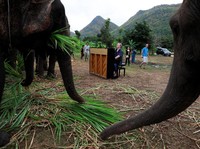 Profesi Unik, Mainkan Piano untuk Gajah yang Sakit