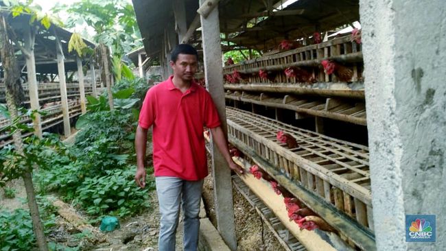 peternak ayam broiler mandiri