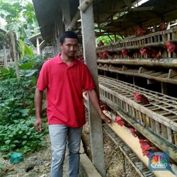 Jagung Masih Mahal, Harga Telur Ayam Terancam Naik