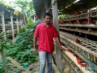 Jagung Masih Mahal, Harga Telur Ayam Terancam Naik