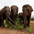 Kelaparan Parah, Dua Negara Afrika Bantai Gajah Buat Dimakan