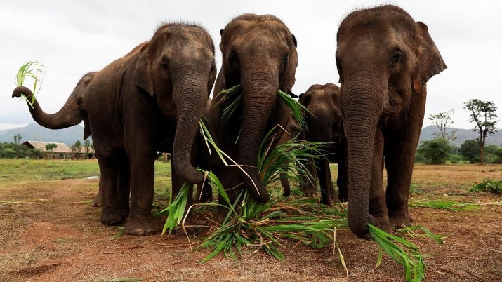 British volunteer Paul Barton unloads his piano before he plays for sick, abused, retired and rescued elephants in sanctuary along Thailand-Myanmar border in Kanchanaburi, Thailand, December 9, 2018. Paul has been playing piano for elephants as a volunteer for almost ten years. Picture taken December 9, 2018. REUTERS/Soe Zeya Tun