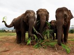 Kejam, Gajah Hamil Tewas Akibat Diberi Makan Nanas Isi Bom