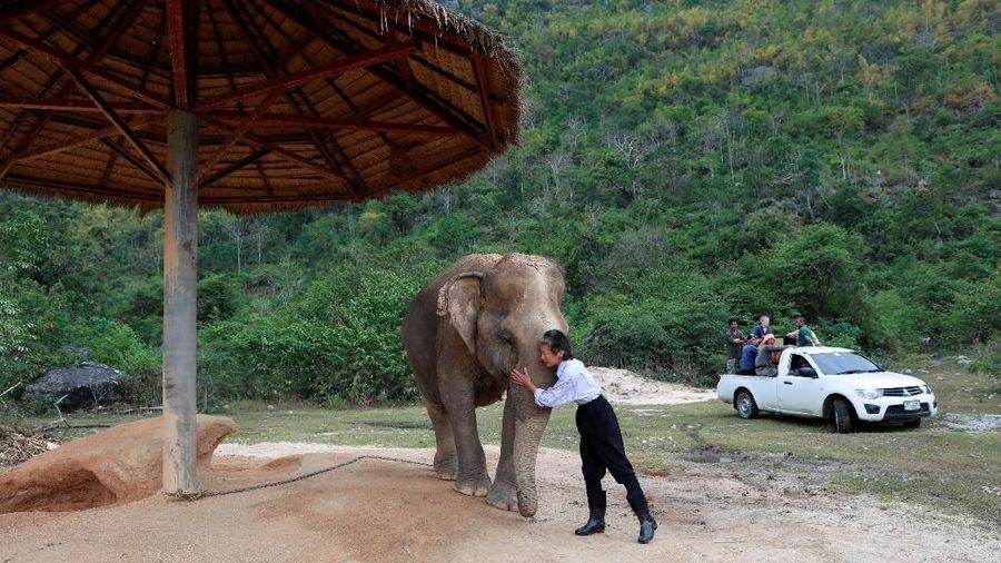 Hampir 80 persen dari sekitar 3.000 gajah di tempat-tempat wisata di Thailand, Kamboja, India, Laos, Nepal dan Sri Lanka, menanggung kondisi hidup yang buruk.