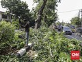 Hujan dan Angin Kencang di Surabaya, Sejumlah Pohon Tumbang
