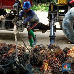 Setali Tiga Uang, Harga CPO Ambles di Bawah RM 2.900/ton