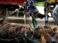Gapki Siap Pasok CPO untuk Produksi Green BBM di 4 Kilang