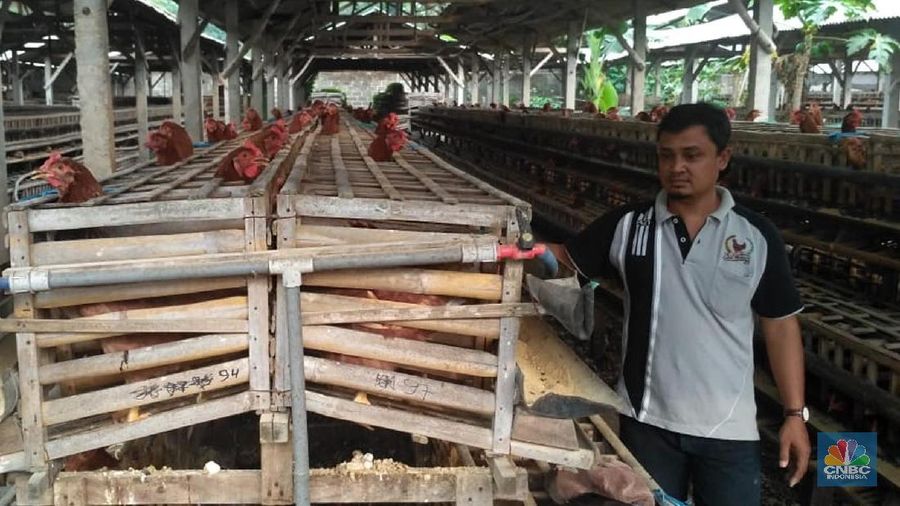 Peternak dari Blitar diketahui memang yang paling keras bersuara mengenai pasokan jagung, hingga membuat pemerintah menerbitkan izin impor komoditas itu.