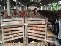 Laporan BPS: Impor Ampas Makanan RI di 2018 Naik Rp 5 Triliun