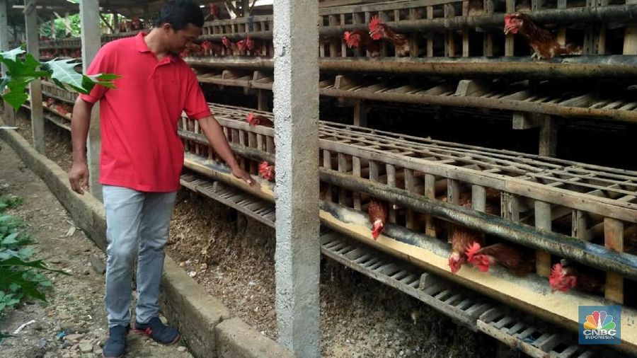Peternak dari Blitar diketahui memang yang paling keras bersuara mengenai pasokan jagung, hingga membuat pemerintah menerbitkan izin impor komoditas itu.