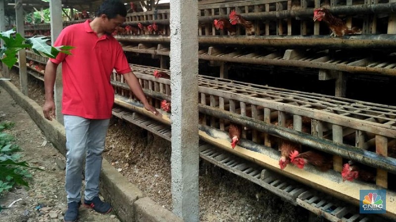 Peternak dari Blitar diketahui memang yang paling keras bersuara mengenai pasokan jagung, hingga membuat pemerintah menerbitkan izin impor komoditas itu.